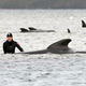 Imagen para el artículo titulado Más de 380 ballenas muertas en el peor evento masivo de ballenas varadas de los últimos cien años